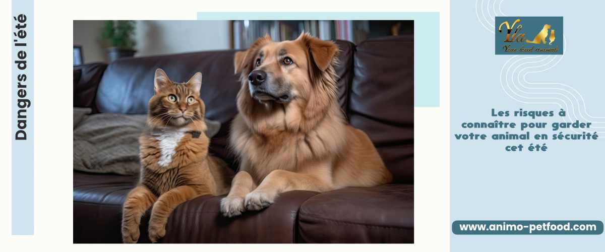 conseils d'été avec son chien
